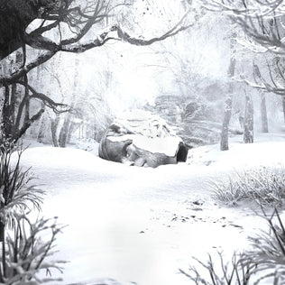 SZNZ: Winter Black LP | Weezer