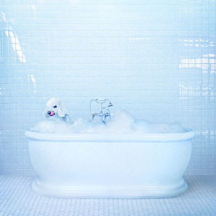 Vessel (Vinyl) | Frankie Cosmos